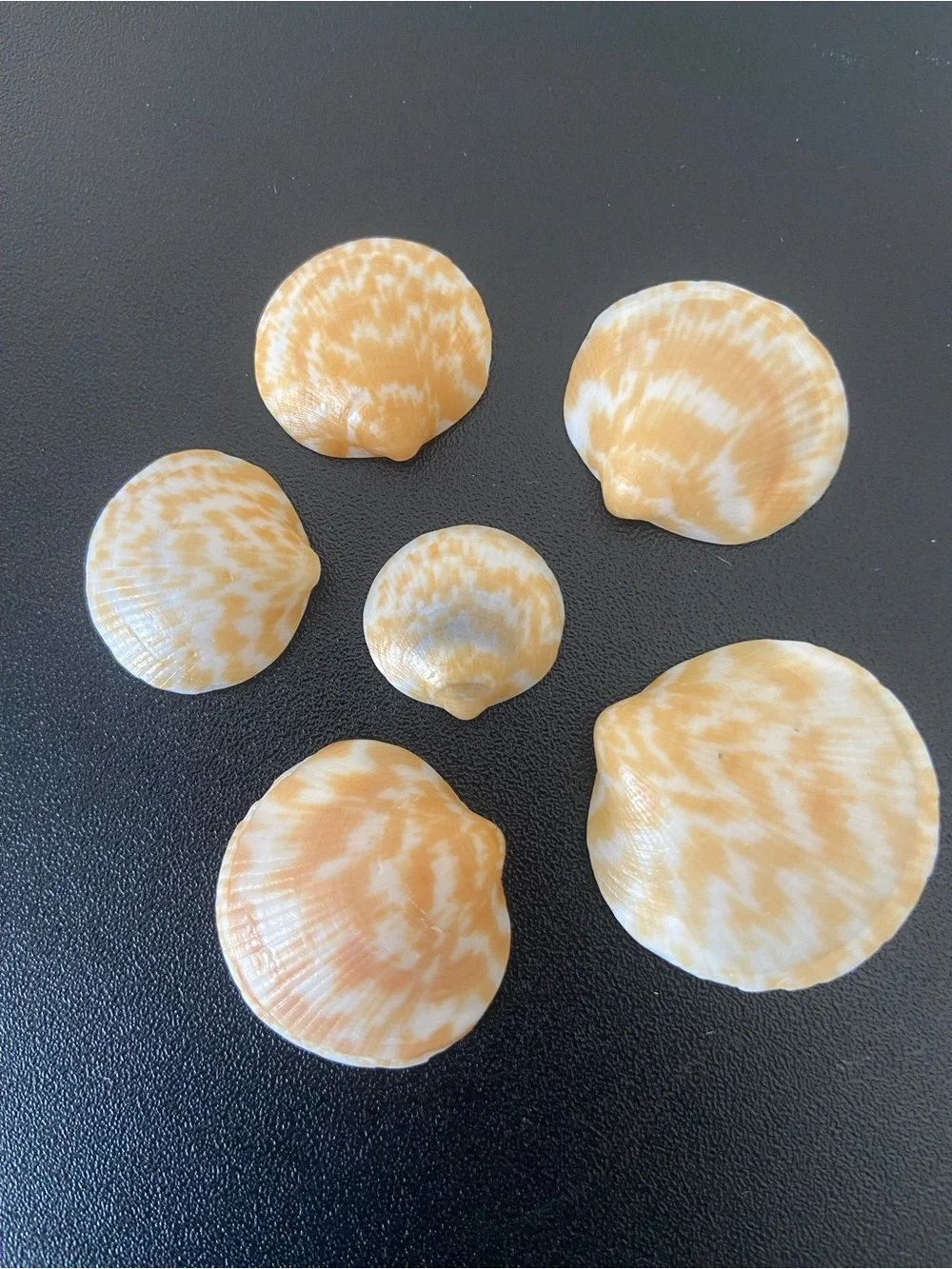 36 Pcs Natural Calico Scallop Seashells Craft Lot Home Decor